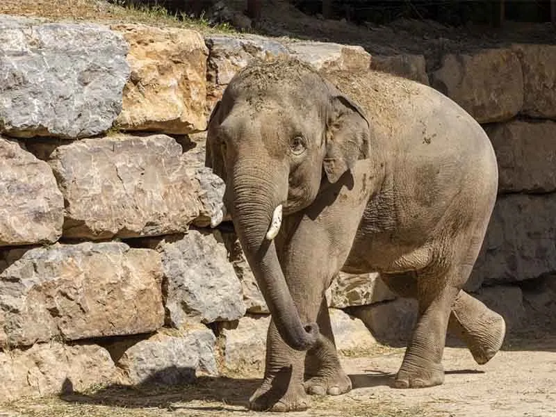 Safari tussen de dieren bij Selwo Aventura in Estepona